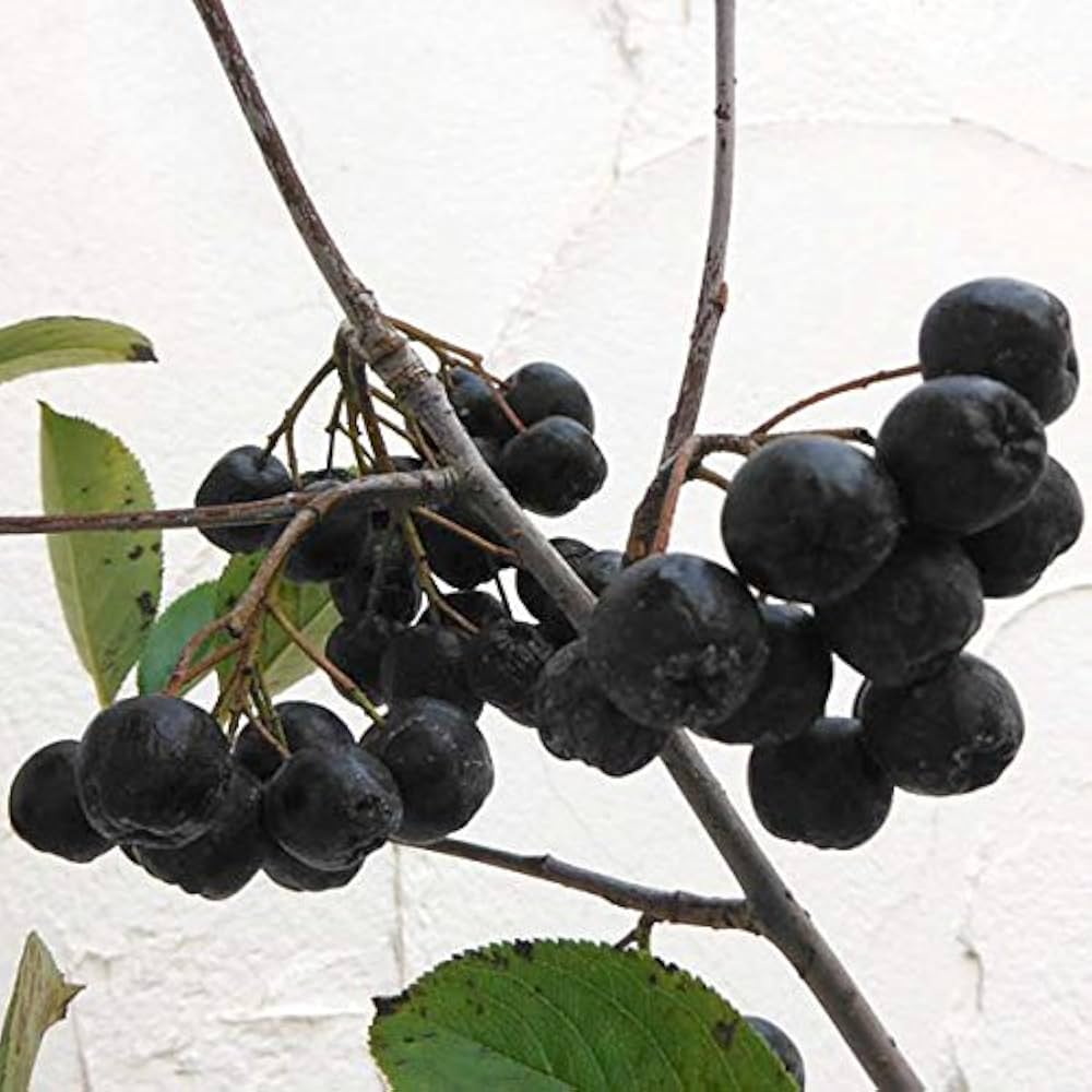 Amazon.co.jp: アロニア（チョコベリー）： バイキング3.5号ポット