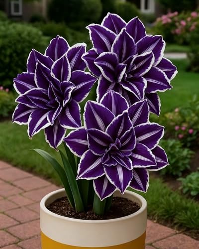 Amaryllis Hippeastrum Bulbs Spectacular Blooms Hardy and Perfect for Garden LoversHardy Perennial Excellent Display-1bulbs-X