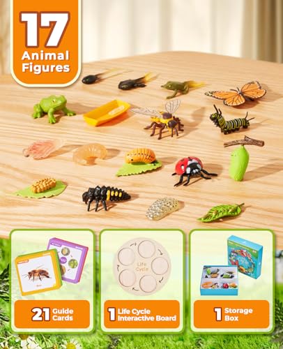 Joycat SMZQ001 Life Cycle Learning Education Toys, Insect Caterpillar To Butterfly Kit thumb #1