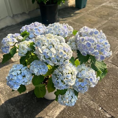 semillas resistentes de hortensia, trepadoras perennes, balcón, 10pcs