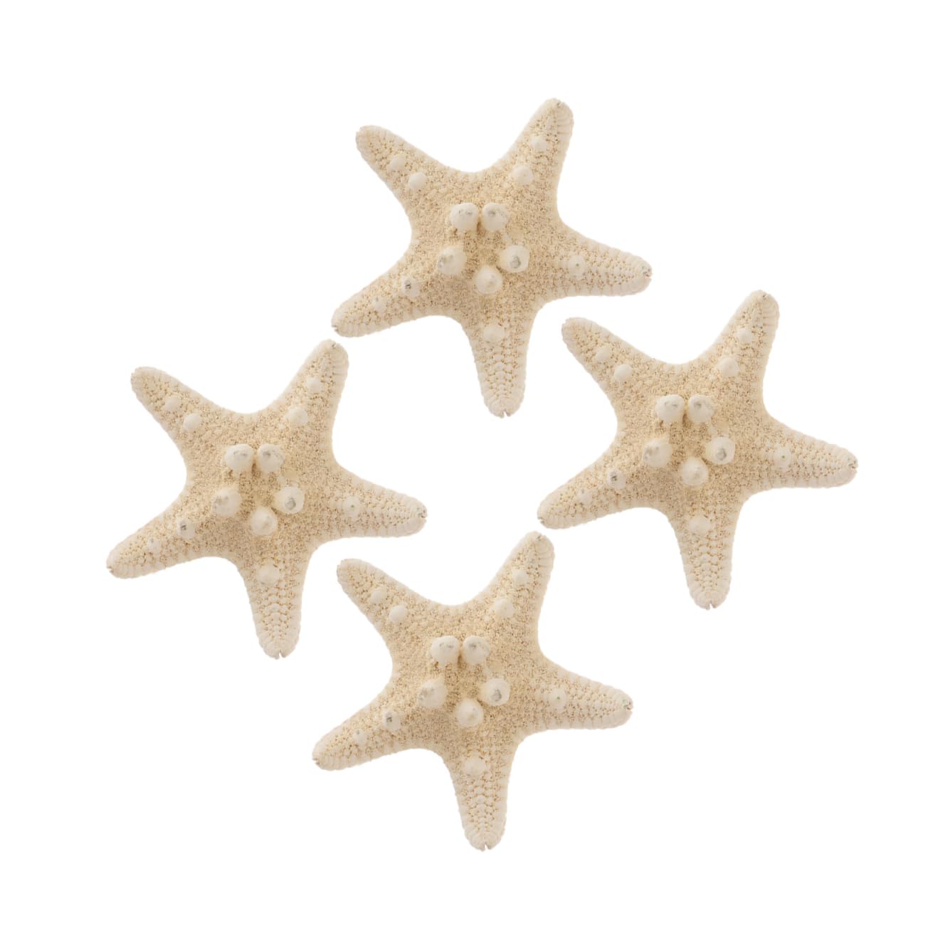 BESPORTBLE Unique Artistic Conch Shell Decor Large Sea Shells for Crafts Beach Themed Ocean Decorations