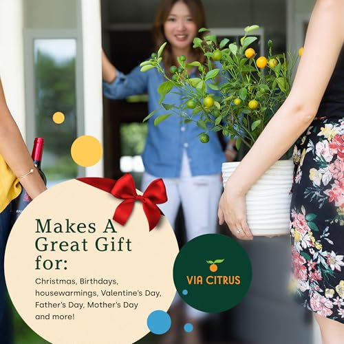 image for Ponderosa Lemon Patio Fruit Trees Live Plants 12-22