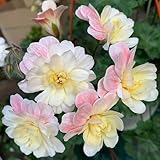 semi di geranio pendenti balcone serra interna arredamento del soggiorno rampicanti Vecchie varietà resistentidi Aiule rialzate per il giardino 500pcs