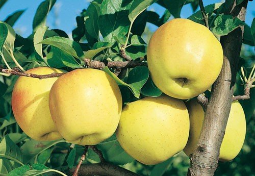 Pianta alberello da frutta albero di mela golden