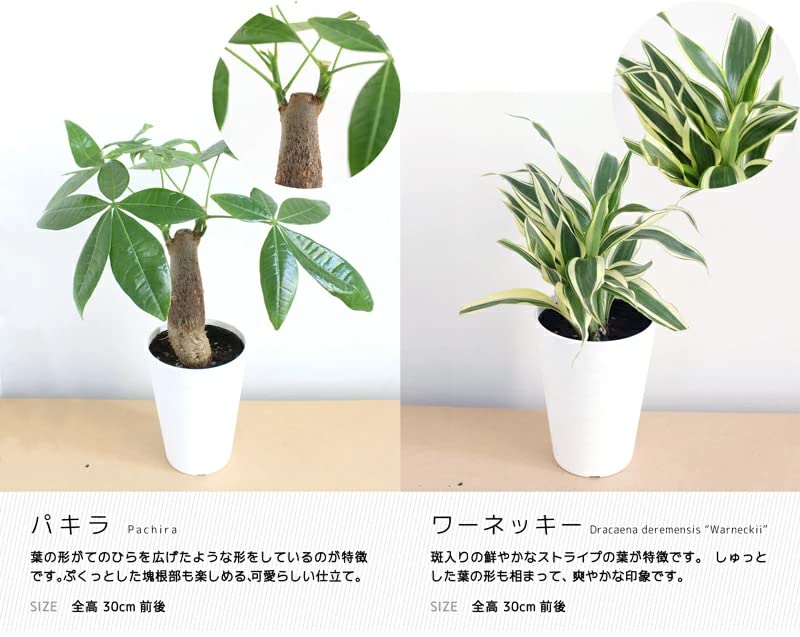 Amazon.co.jp: おまかせ ミニ観葉植物3号鉢・5点セット【受け皿付き 
