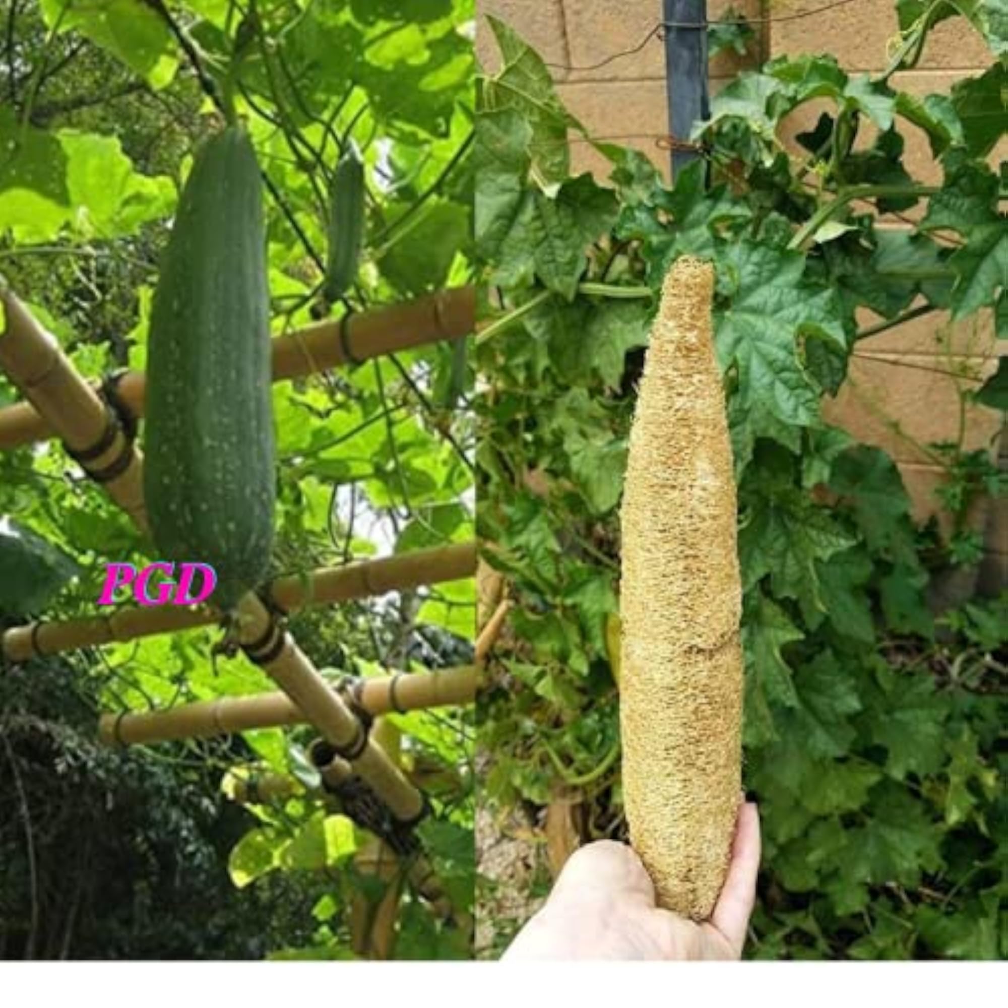 Organic Ridge Gourd Fiber Loofah Sponge Bathing Scrubber, 5 Pieces