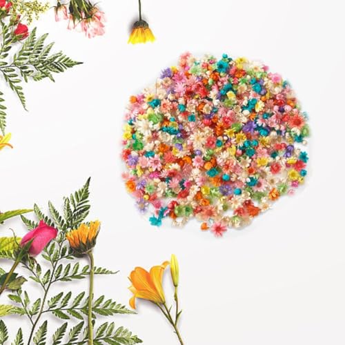 420 Stück Mini Getrocknete Blüten,Trockenblumen zum Basteln,Natürliche Getrocknete Blumen,Dried Flowers zum Basteln(Farbmischung),Trockenblumen Deko für DIY Nagel Epoxid Kerze Scrapbooking