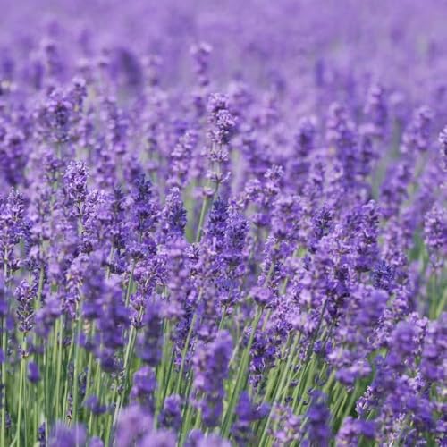 400 piezas Las semillas de lavanda son resistentes perennes resistentes, semillas lavanda, bonsái interior bonsái invierno para jardín,