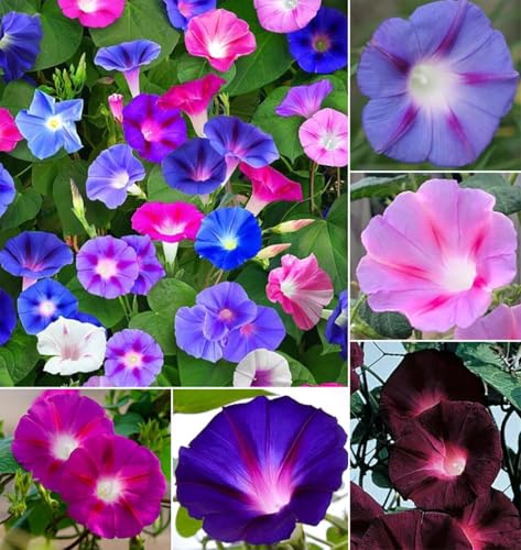 50+Tall Morning Glory Seeds Mix Climbing Vine Flower Fence Garden