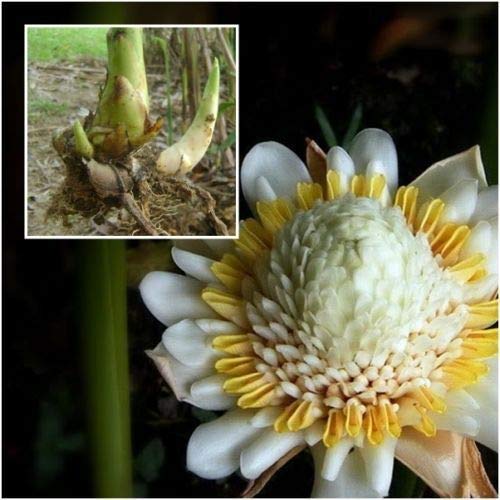 7 ocean Plus White Torch Ginger Flowers Plant, 1 Live Rhizome, Khaw Siri Etlingera elatior