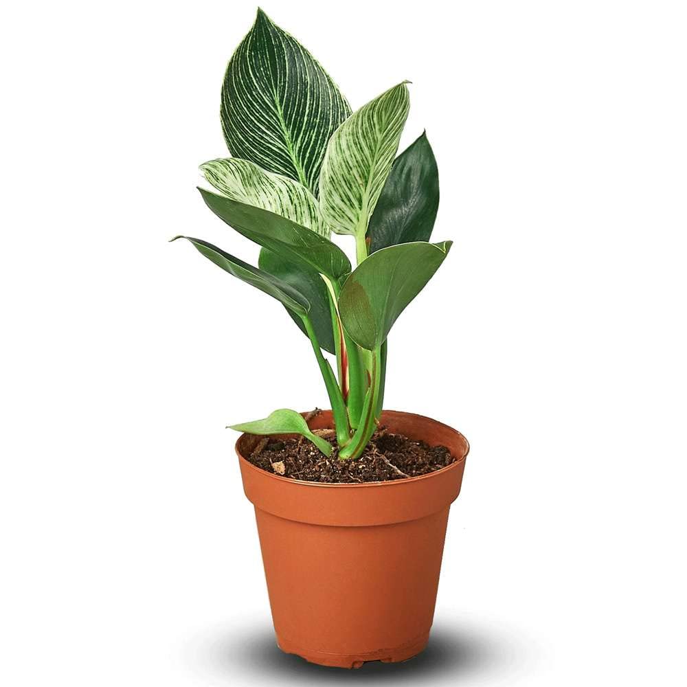 Amazon.com : Philodendron Birkin Live Plant for Indoor | Different  Houseplants in 4'' & 6'' Pot | Real House Plant for Living Room, Office,  Desk & Bathroom | Birkin : Patio, Lawn & Garden