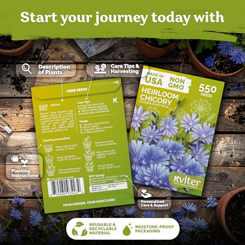 KVITER 550 Chicory Seeds for Planting (Cichorium intybus) – Blue Chicory Seed Packets – Heirloom Wildflower Seeds Bulk, Wild Flower Seed Packets, Perennial Wildflowers for Flower Garden Outdoors - Image 2