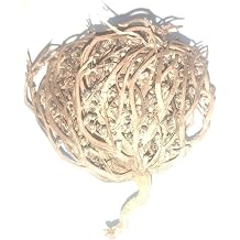Resurrection Plants Hydrophile Jericho Rose