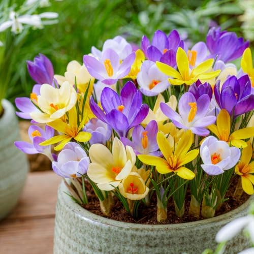 Cipolle di crocus enorme collezione (100 bulbi/5 varietà), resistente all'inverno, miscela perenniale olandese, ideale per un paradiso fiorito in giardino (senza semi)