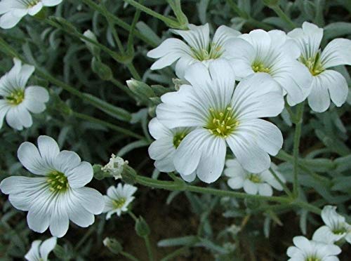 500 Cerastium Tomentosum Seeds - Snow in Summer Seeds - White Flowers