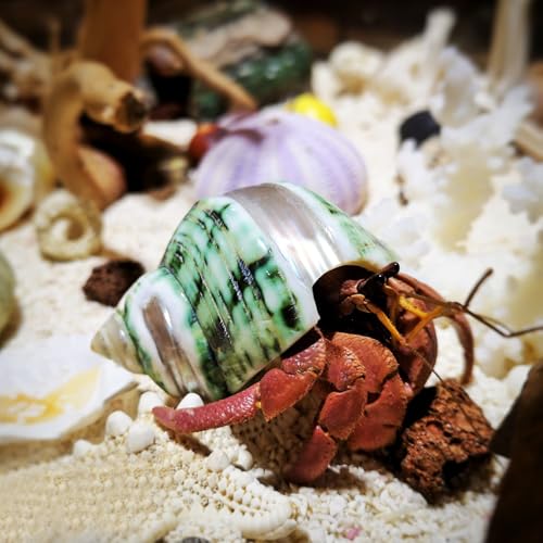 Image of 16 PCS Hermit Crab Shells - 16 Kind Natural Sea Conch Shells Size 1.4 inch - 4.5 inch Medium and Large Turbo Seashells for Hermit Crab Supplies Fish Tank Home Decor