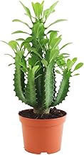 Planta Natural Euphorbia Trigona DECOALIVE Estilo Exótico y Fácil Mantenimiento