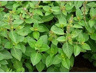 Clove Scented Basil Seeds - has a smell of cloves and mint.!!!!!(25 - Seeds)