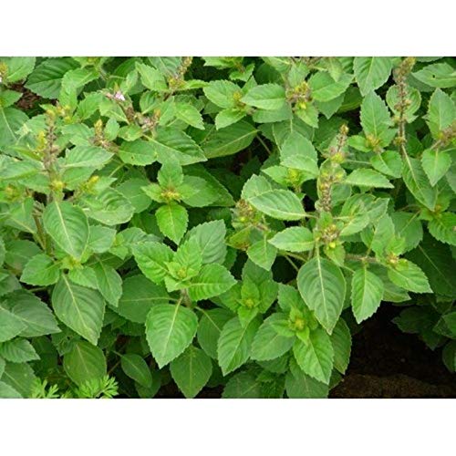 Clove Scented Basil Seeds (30+ Seed Package)