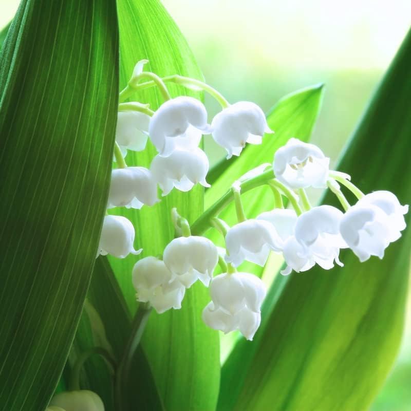 4 Lily of the Valley Roots for Planting - Stunning White Weeping Flowers - Fresh Leucojum Roots to Grow - Fragrant Spring Blooms - Versitile Planting - Low Maintenance