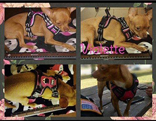 expawlorer dog harness