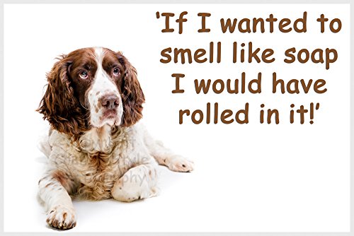 Springer Spaniel Funny Fridge Magnet - If I Wanted to Smell Like soap...