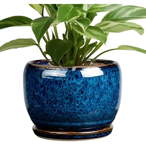 SQOWL 8 Inch Ceramic Planter Cover