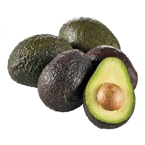 Muda de Abacate Avocado Enxertado Para Produzir Vaso e Chão