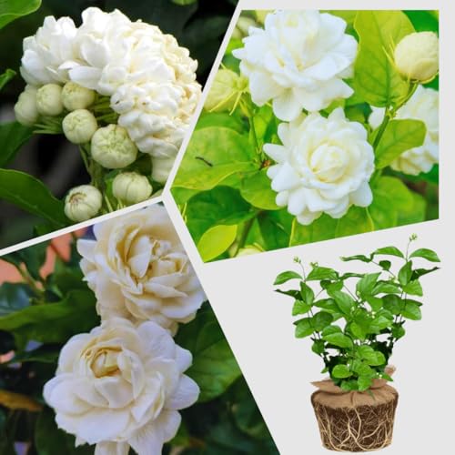 2 Jasmine Plant Live, Grand Duke of Tuscany Jasmine Flower Plants, Blooming Jasmine Plants Live, 5 to 7 Inc Height