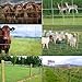 Farm Fence, 4ft x 164ft Galvanized Wire Fencing, Cattle Fence, Deer Fence, Heavy Zinc Coating Farm Fence Used to Hog Goat Fencing for Yard Garden and Field