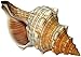 Kaltner Präsente Geschenkidee - 15 bis16 cm große Muschel Fasciolaria Trapezium Trapez Bandschnecke Meeresschnecke