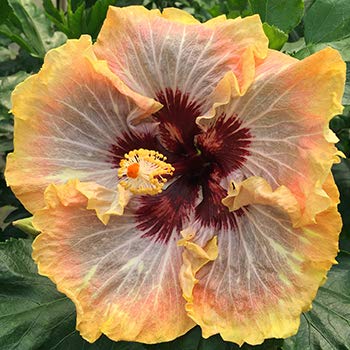 Aiden Gardens Dwarf Exotic Hibiscus 'Italian Glass' Single petal Beautiful flowering plant 1 Healthy live Plant