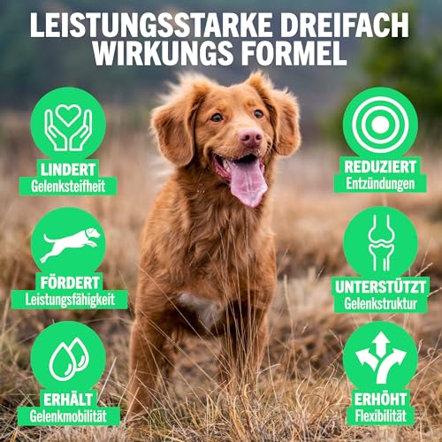 JOINTSURE Young + Active Joint Supplements für Hunde - Dreifache Formel mit Grünlippmuschel & Glucosamin zur Hundegelenkpflege (300)
