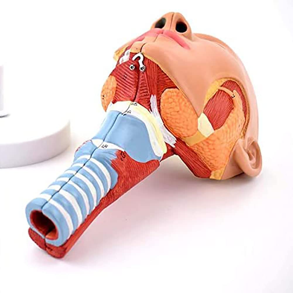 Anatomia Głowy Mięśnie Gardła, Gardła, Gardła, Usta, Nos, Mięśnie Języka Model Anatomiczny Narządy Medyczne Materiały Edukacyjne Model Szkieletu
