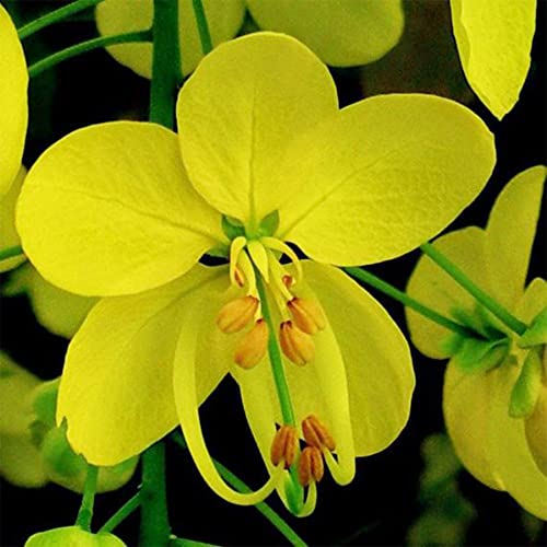 Qauzuy Garden 10 Seeds Golden Shower Tree Seeds Purging Cassia Fistula Indian Laburnum Pudding-Pipe Tree Seeds- Rare Gold Rush Yellow Flower Plant- Easy Grow #TOP3