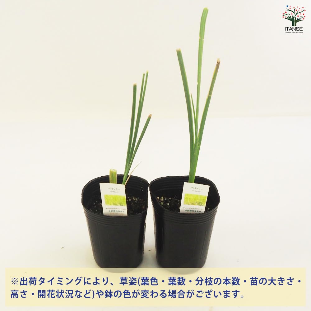 Amazon.co.jp: ITANSE ベチバー 9cmポット 1個売り【品種で