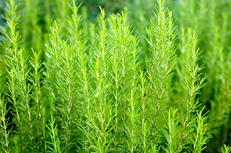 Creative Farmer Herb Seeds For Planting - Rosemary Seeds - Dew Of The Sea Kitchen Garden Pack (B0753GL7PT) Amazon Price History, Amazon Price Tracker