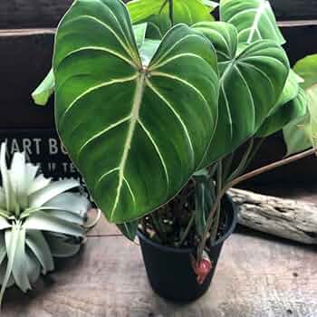 観葉植物【フィロデンドロン  グロリオーサム バリエガタ】激レア品種 希少品種！フィロデンドロン・グロリオーサム | Gardenえん 【観葉熱帯