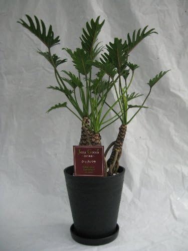 Amazon クッカバラ オージー 2鉢セット ブラック ホワイト7号 7寸鉢 2色セット 熱帯の植物らしくエキゾチックな姿が人気の観葉植物 ベル フィオーレ ホーム キッチン 通販 Amazon クッカバラ オージー 2鉢セット ブラック ホワイト7号 7寸鉢 2色セット 熱帯の植物らしくエキゾチックな姿が人気の観葉植物 ベル フィオーレ ホーム キッチン 通販