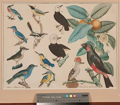 Peinture sur Toile Colibris et branche pour déco chambre nordique