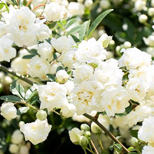 Amazon Co Jp モッコウバラ 苗木 白色 10 5cmポット ガーデニング 園芸 つるバラ 生育旺盛 育てやすい 木香薔薇 Diy 工具 ガーデン