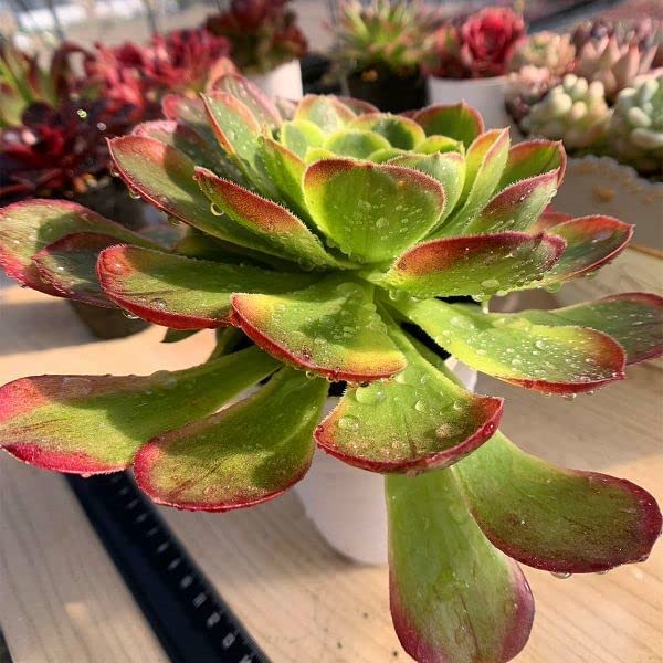 多肉植物アエオニウム錦❤️ハロウィンの赤い糸引き錦❤️ 成長した姿 日本花キ流通 多肉植物 caアエオニウム ハロウィン錦