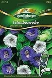 glockenklang bugatti  Glockenrebe Glockenklang von Quedlinburger Saatgut [MHD 01/2019]