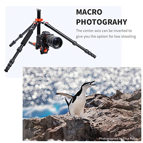 K&F Concept 67 Inch Camera Tripod Horizontal Aluminum Tripods Portable Monopod With 360 Degree Ball Head Quick Release Plate For Dslr Cameras T255A4+Bh-28L (Tm2515T1) #TOP4
