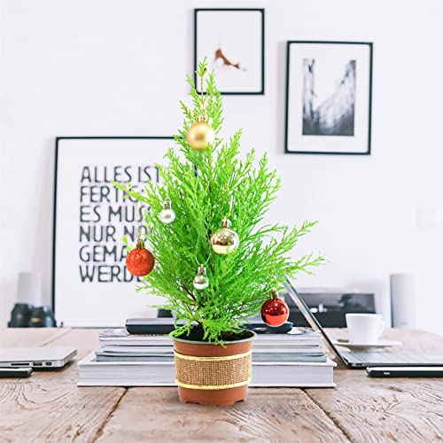 Image of 35cm Live Christmas Tree in Pot with Christmas Baubles & Decoration - Real Fresh Living Cypress Xmas New Year Gift Plant - Seasonal Festive