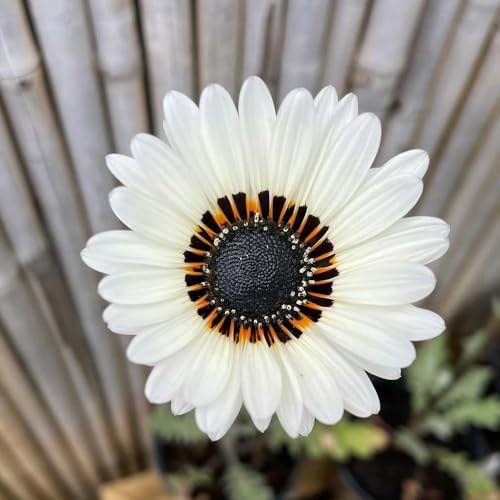 semi di campo, resistenti all'esterno, primaverili di campo Decorazione da giardino per esterno, balcone rampicanti 50pcs