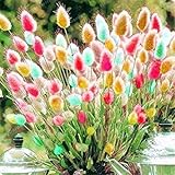  Potseed 100 Piezas de Conejo Semillas Colas Hierba de Colores Semillas Semillas festuca Gramíneas Ornamentales para jardín en Maceta Plantas de la decoración 3
