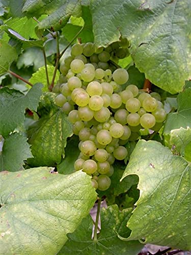 Amazon.co.jp: ブリュン・セルヴネイ メロディアン・セー 750ml : 食品