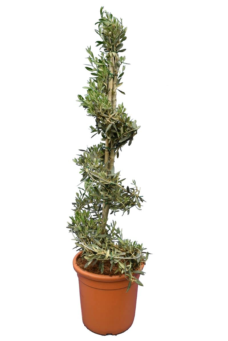 snake plant india 4” Houseplant Easy Care Starter Pack, Snake Plant, Jade & Song of India  includes White Cover Pots – Houseplants New York LLC main image 1