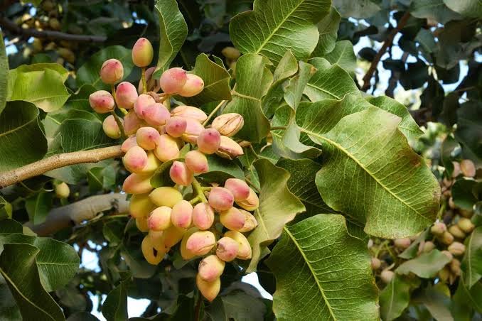 See full amazon price history chart for Mphmi Live Plant Nursery NCR Plants Pistachio plant (Grafted) -Fruit Plants & Tree Outdoor Living Indoor Plants Mphmi Live Plant Nursery NCR Plants Pistachio plant (Grafted) -Fruit Plants & Tree Outdoor Living Indoor Plants (B0C4H53G1G) Amazon Price History, Amazon Price Tracker